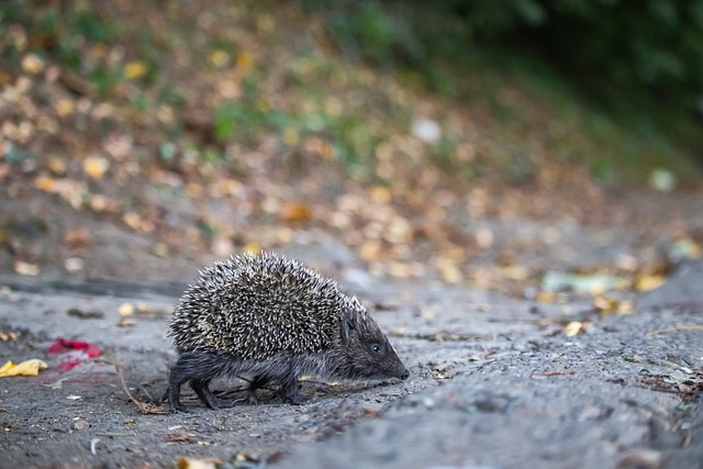 拜仁慕尼黑客场大胜沙尔克04